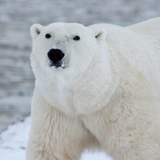 Photograph the Polar Bears in Churchill, Manitoba