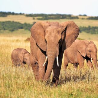 Safari to the Masai Mara Reserve