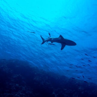 Swimming with Sharks in the Bahamas